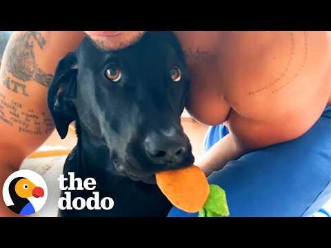 Meet The Lab Who’s Never Without His Emotional Support Carrot #Video