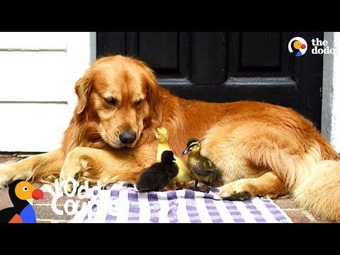 Dog Is Mom To A Family Of Ducklings