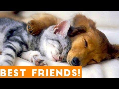 Cutest Pet Friend Compilation September 2018| Funny Pet Videos