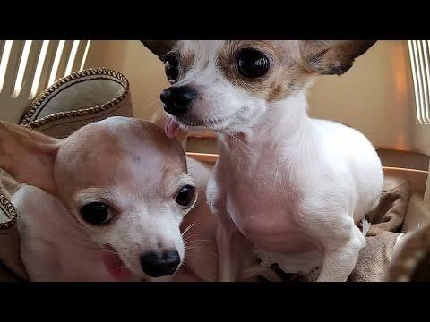 Meet Romeo and Juliet, two senior chihuahuas madly in love #Video