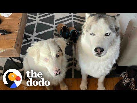Opinionated Husky Lets His Parents Know His Likes and Dislikes #Video
