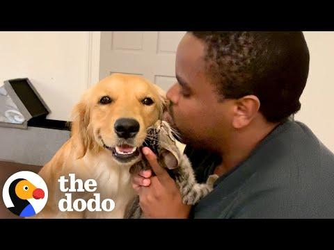 Golden Retriever And Kitten Rival For Dad's Affection #Video