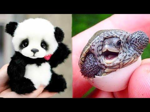 Animals SOO Cute! Cute baby animals Videos Compilation cutest moment of the animals #2