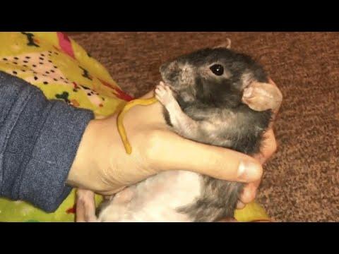 Meet Donut. She'll convince you rats are actually cool. #Video
