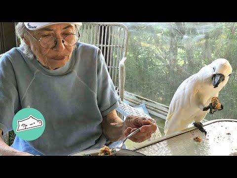 Cockatoo Falls in Love With His Human Granny #Video