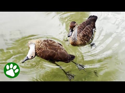 Passed Out Duck Saved By Friend #Video