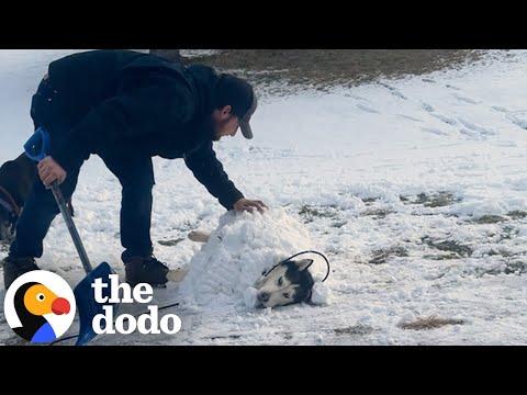 Husky Who Was Rescued From A Crowded Kennel Loves To Be Buried In Snow #Video