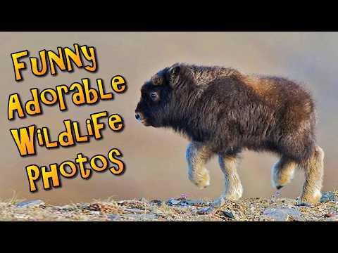 Funny Adorable Wildlife Photos To Brighten Your Day #Video