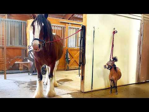 This Tiny Pony Thinks He’s the Boss And He’s Not Wrong #Video