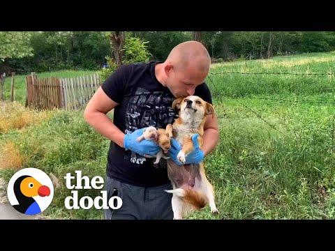 Guy Rescues Abandoned Mama Dog And Her Puppies #Video