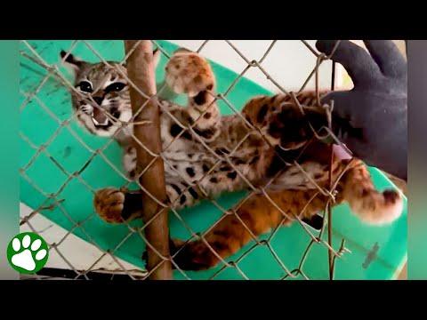 Baby bobcat stuck in fence #video