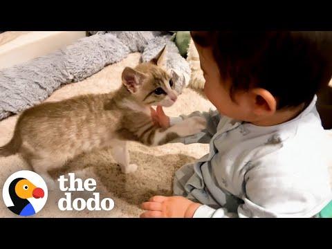 Baby Falls In Love With Rescue Kittens #Video