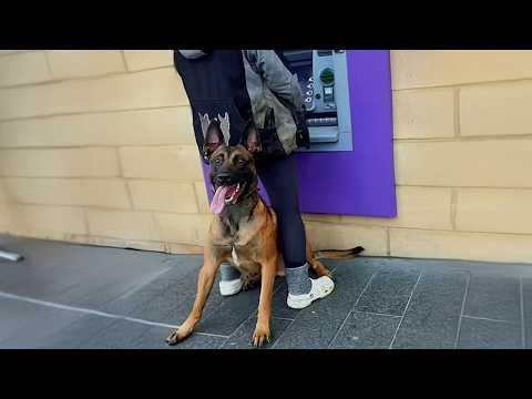 When Your Dogs Prove They're the Wholesome Bodyguards