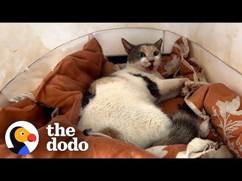 Watch This Stray Cat Who Couldn't Move Defy All The Odds #Video