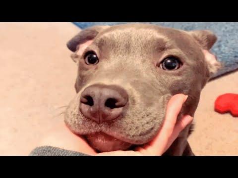Unwanted dog gets the best mom. And a sister from another mother. #Video