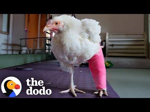 Chicken With A Backwards Leg Is So Determined To Walk Again #Video