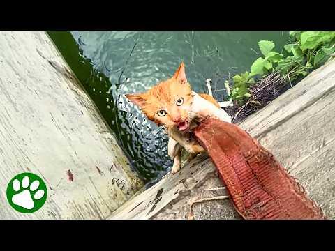 Kitten Holds On For Dear Life As Stranger Tries To Save Her #Video