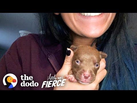 Tiniest Puppy Transforms Into A GIANT Pit Bull | The Dodo Little But Fierce