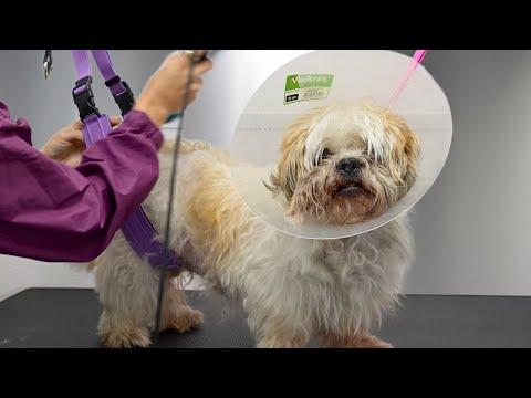 My Dog is Not Welcomed Back At His Previous Grooming Salon... #Video