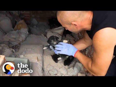 Mama Dog Wags Her Tail At Man Saving Her Puppies #Video