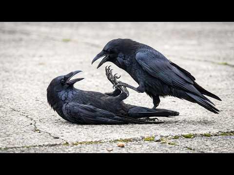 Unhinged Crows, Birds Being Absolutely Hilarious! #Video