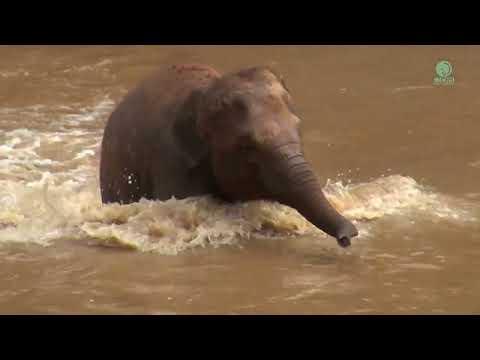 Baby Elephant WanMai makes a Trumpet Sound While Playing In The River with MaeMai and SriNuan #Video