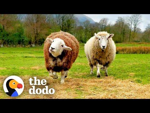 These Rescued Sheep Are Basically Giant Puppies