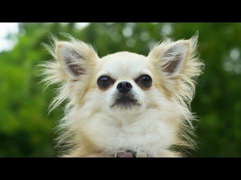 The Secret Smelly World Of Dogs - Pets - Wild At Heart