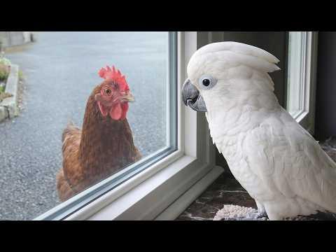 This Parrot Has Never Seen A Chicken Before…  #Video
