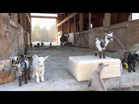 Today’s Wild Baby goat show! Sunflower Farm Creamery #Video