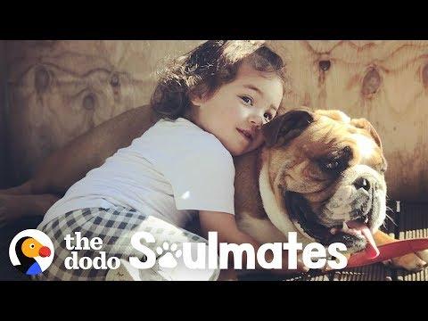 Time Lapse of Bulldog Growing Up with Little Girl