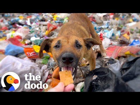 Injured Puppy Living All Alone In Trash Dump Gets Rescued #Video