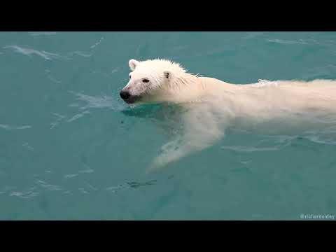 Polar Bears Swimming in an Ice-free Arctic #Video