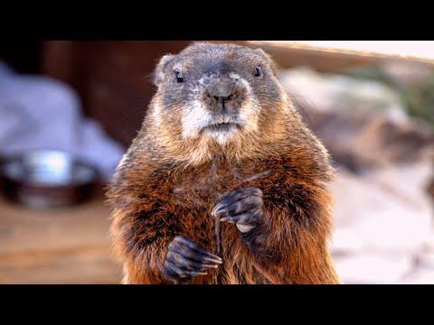 Groundhog finds comfort in food after movie career bust #Video