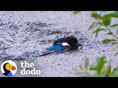 Guy Climbs Into Deep Mud To Save A Magpie