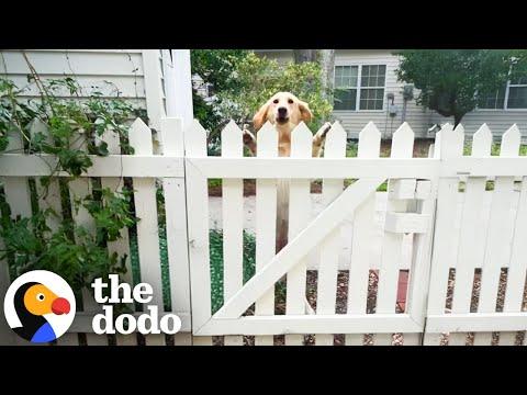 Dog Falls In Love With New Neighbor's Puppy! #Video