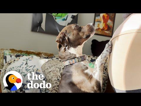 Pittie Wags Her Tail The Moment She Sees Ultrasound Of Her New Sister #Video