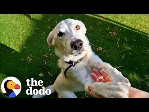 Family Teaches Sign Language To Their Rescue Dog #Video