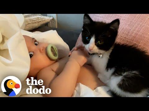 Velcro Kitten Just Wants To Sleep In His Baby Sister's Crib #Video