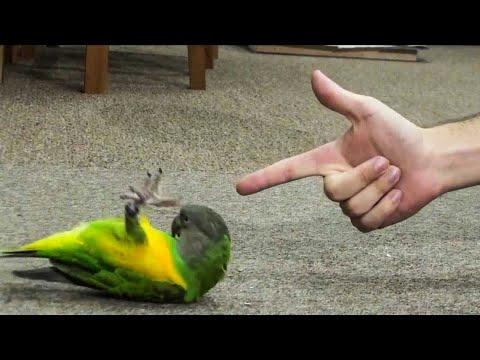Smart And Funny Parrots - Parrot Talking Videos Compilation