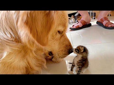 Ultimately Sweet Moments Between Gentle Golden Retriever & Tiny Kitten #Video