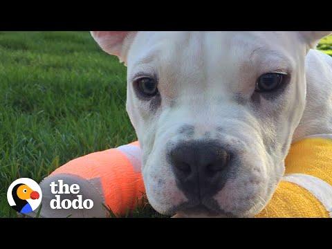 Puppy Who Had Deformed Elbows Goes On Hikes Now #Video