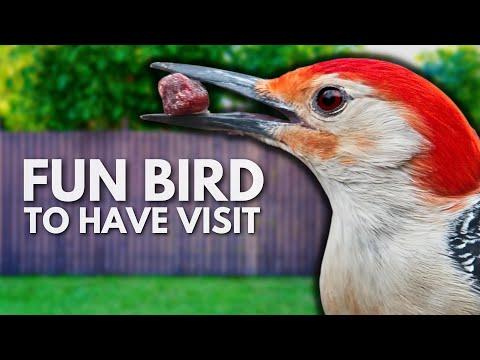 Easily Attract the Red-bellied Woodpecker with These Simple Tips #Video