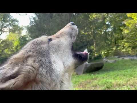 Wolf Brothers Share an Autumn Howl