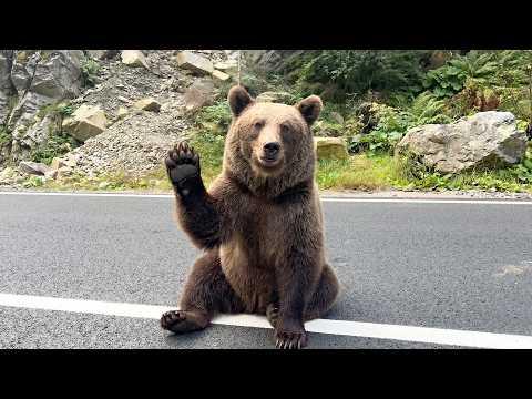 The Friendliest Bear On The Internet | Funniest Animals #Video