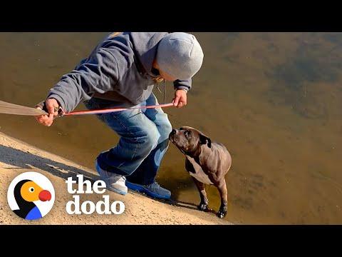 Pittie Rescued from Canal Turns Into a Big Chubby Baby. Video.