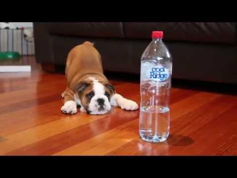 Bulldog Puppy Vs Bottle