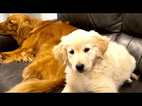 Big Sister Golden Retriever Meets A Puppy Version Of Herself #Video