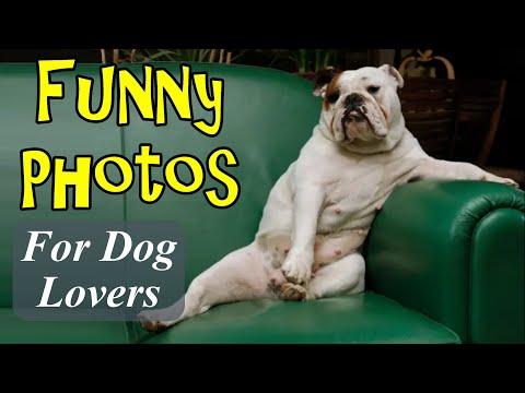 Funny Photos For Dog Lovers #Video