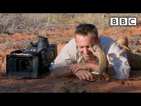 Magic meerkat moments - BBC #Video